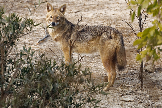 Keoladeo national park-019